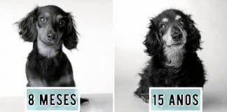 Emocionante projecto fotográfico mostra como os cachorros envelhecem