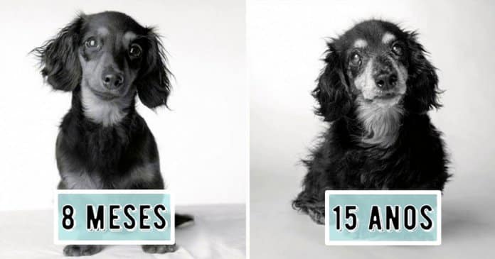Emocionante projecto fotográfico mostra como os cachorros envelhecem