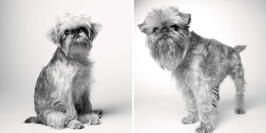 sabiaspalavras.com - Emocionante projecto fotográfico mostra como os cachorros envelhecem