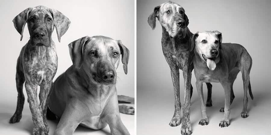 sabiaspalavras.com - Emocionante projecto fotográfico mostra como os cachorros envelhecem