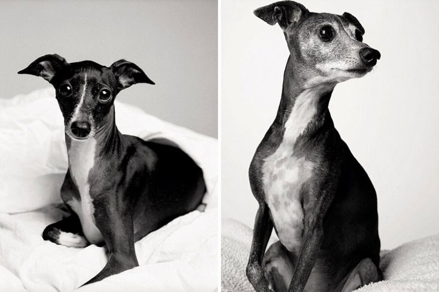 sabiaspalavras.com - Emocionante projecto fotográfico mostra como os cachorros envelhecem