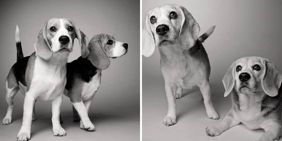 sabiaspalavras.com - Emocionante projecto fotográfico mostra como os cachorros envelhecem