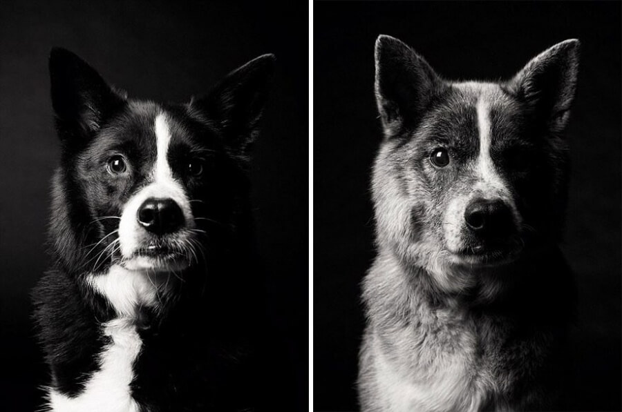 sabiaspalavras.com - Emocionante projecto fotográfico mostra como os cachorros envelhecem