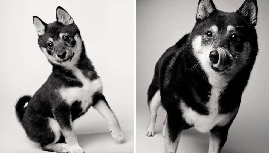 sabiaspalavras.com - Emocionante projecto fotográfico mostra como os cachorros envelhecem