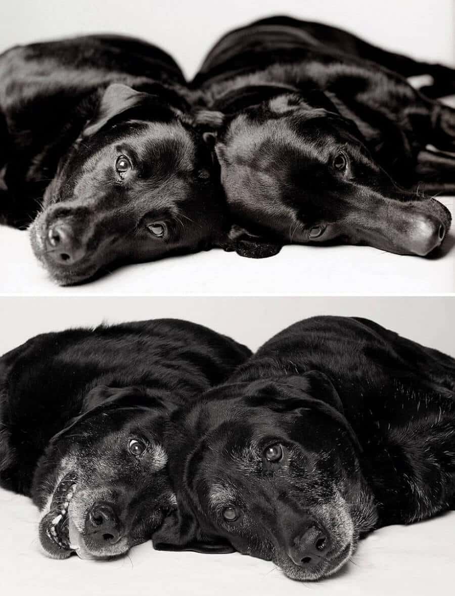 sabiaspalavras.com - Emocionante projecto fotográfico mostra como os cachorros envelhecem