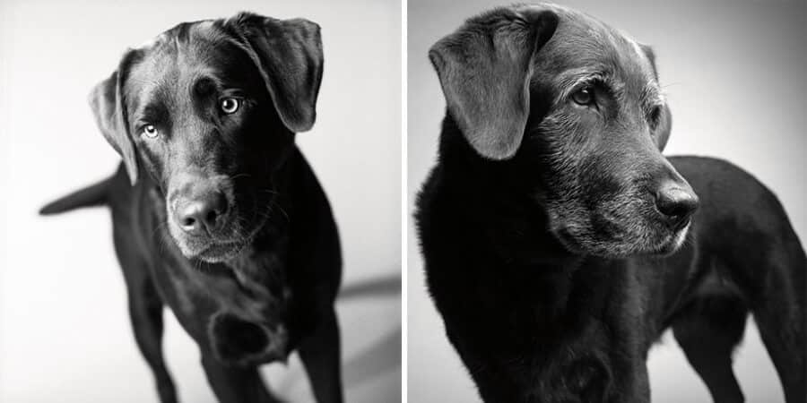 sabiaspalavras.com - Emocionante projecto fotográfico mostra como os cachorros envelhecem