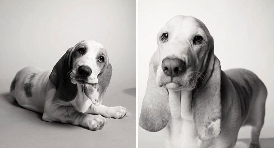 sabiaspalavras.com - Emocionante projecto fotográfico mostra como os cachorros envelhecem