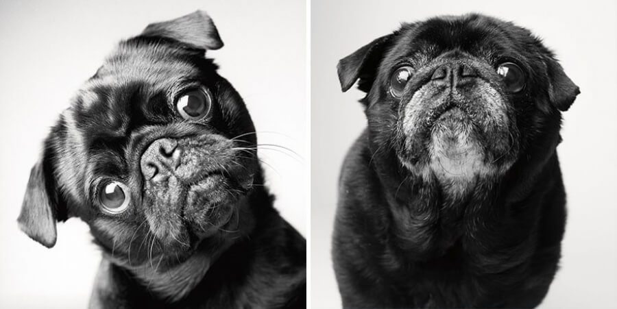 sabiaspalavras.com - Emocionante projecto fotográfico mostra como os cachorros envelhecem