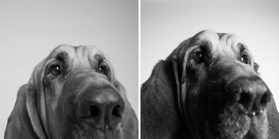 sabiaspalavras.com - Emocionante projecto fotográfico mostra como os cachorros envelhecem