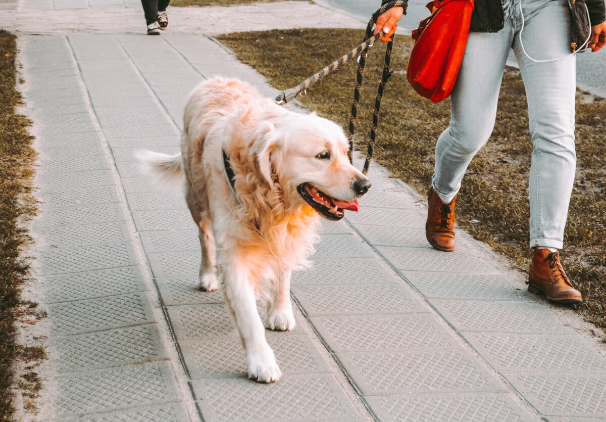 sabiaspalavras.com - Estudo conclui que possuir um cachorro pode ajudar-te a viver mais