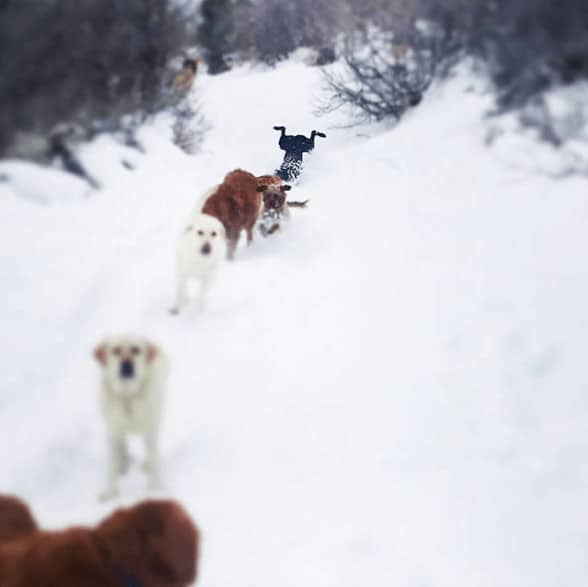 sabiaspalavras.com - 19 fails de cachorros tão hilariantes que vão ser impossível não rires