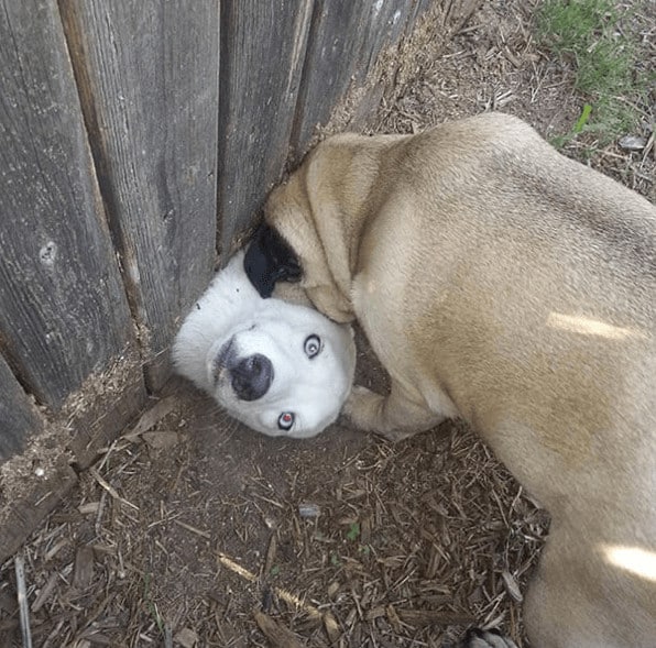 sabiaspalavras.com - 19 fails de cachorros tão hilariantes que vão ser impossível não rires