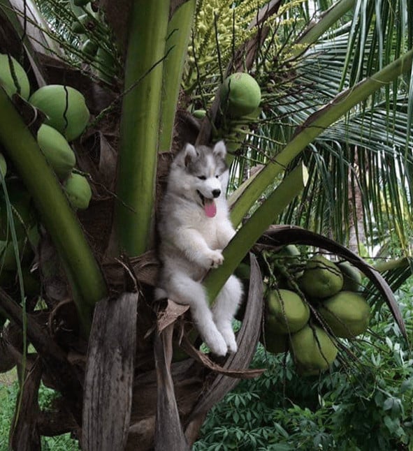 sabiaspalavras.com - 19 fails de cachorros tão hilariantes que vão ser impossível não rires