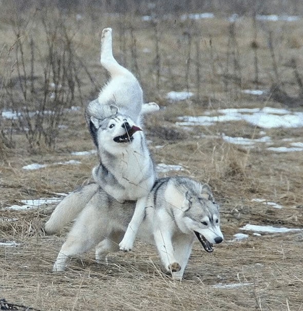 sabiaspalavras.com - 19 fails de cachorros tão hilariantes que vão ser impossível não rires