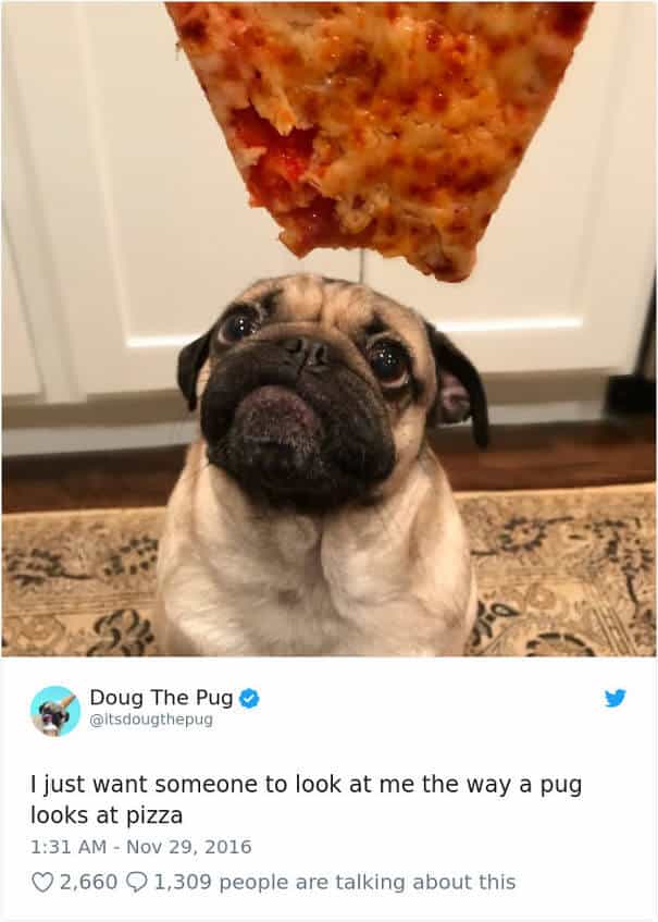 sabiaspalavras.com - 25 fotos hilariantes de cachorros a pedirem comida