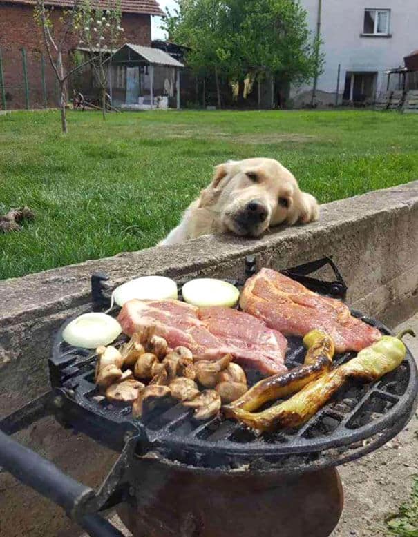 sabiaspalavras.com - 25 fotos hilariantes de cachorros a pedirem comida