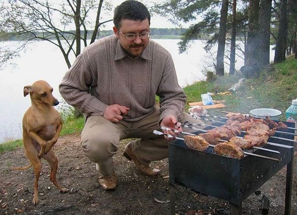 sabiaspalavras.com - 25 fotos hilariantes de cachorros a pedirem comida