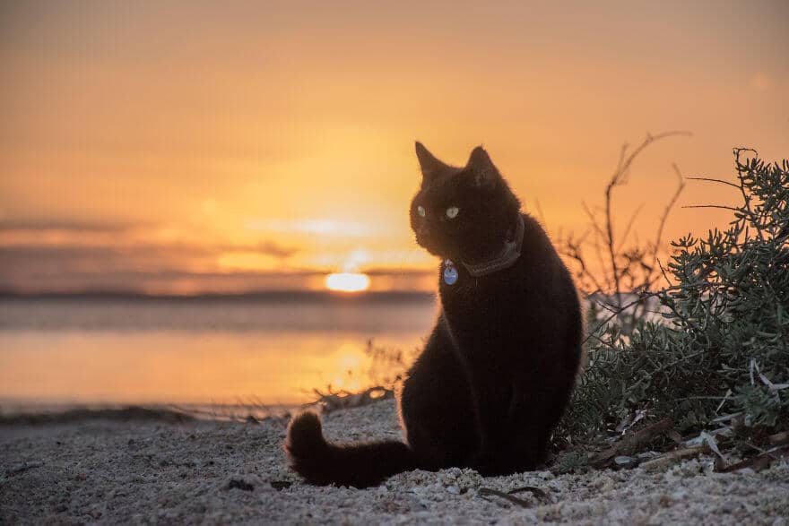 sabiaspalavras.com - Homem larga tudo para viajar com a sua gata