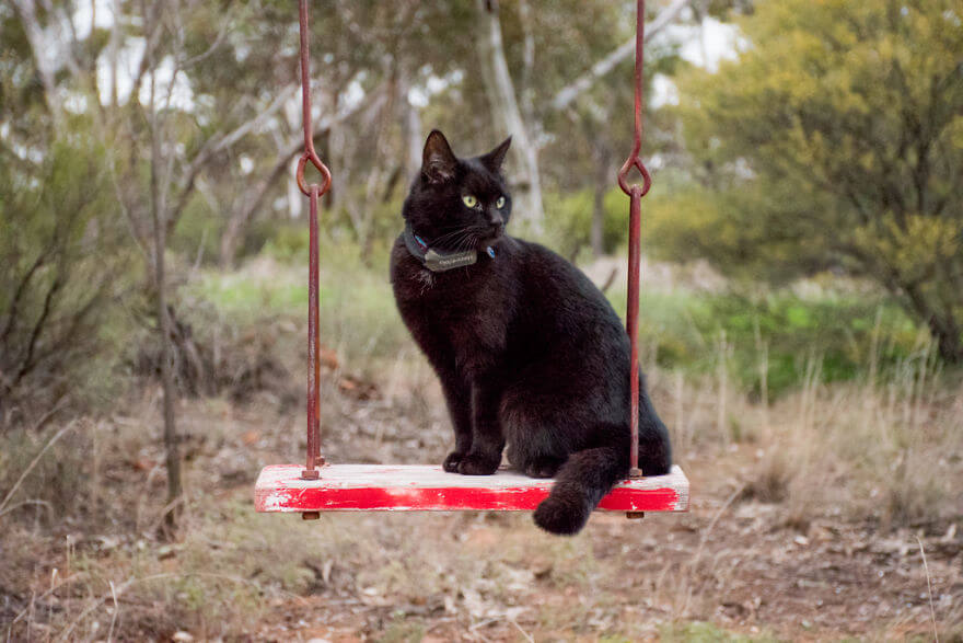 sabiaspalavras.com - Homem larga tudo para viajar com a sua gata