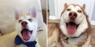 19 fotos de cachorros em bebés vs em idade adulta