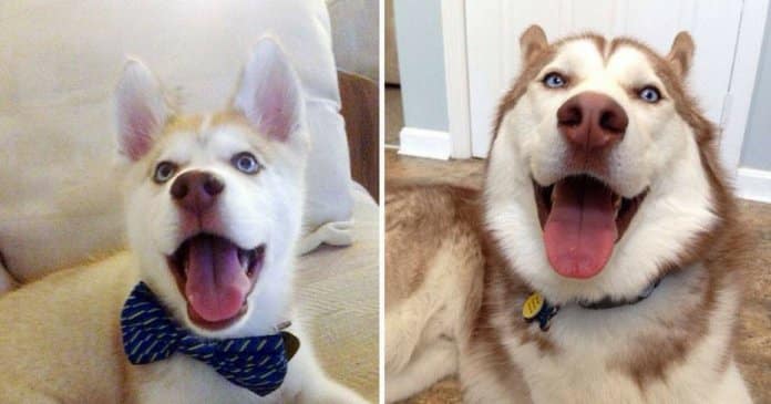 19 fotos de cachorros em bebés vs em idade adulta