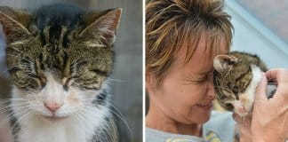 Gata de 17 anos regressa a casa após 13 anos desaparecida