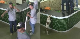 Trabalhadores assustam-se ao verem um Pit Bull amigável a aproximar-se