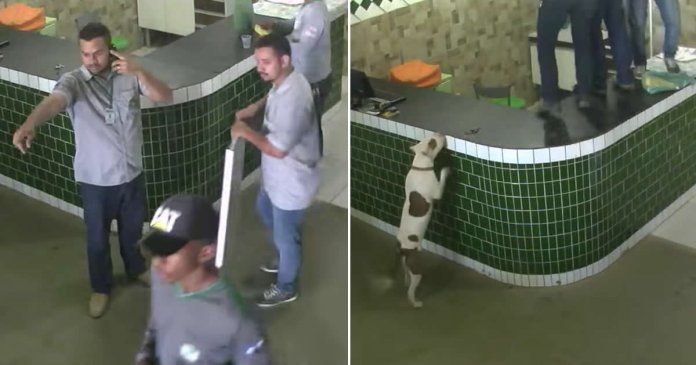 Trabalhadores assustam-se ao verem um Pit Bull amigável a aproximar-se