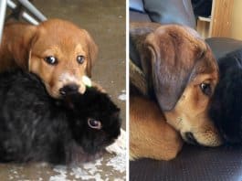 30 fotos adoráveis de antes vs. depois de animais que cresceram juntos