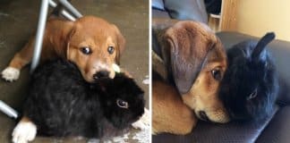 30 fotos adoráveis de antes vs. depois de animais que cresceram juntos