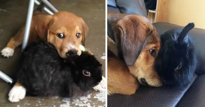 30-fotos-adoraveis-de-antes-vs-depois-de-animais-que-cresceram-juntos 30 fotos adoráveis de antes vs. depois de animais que cresceram juntos