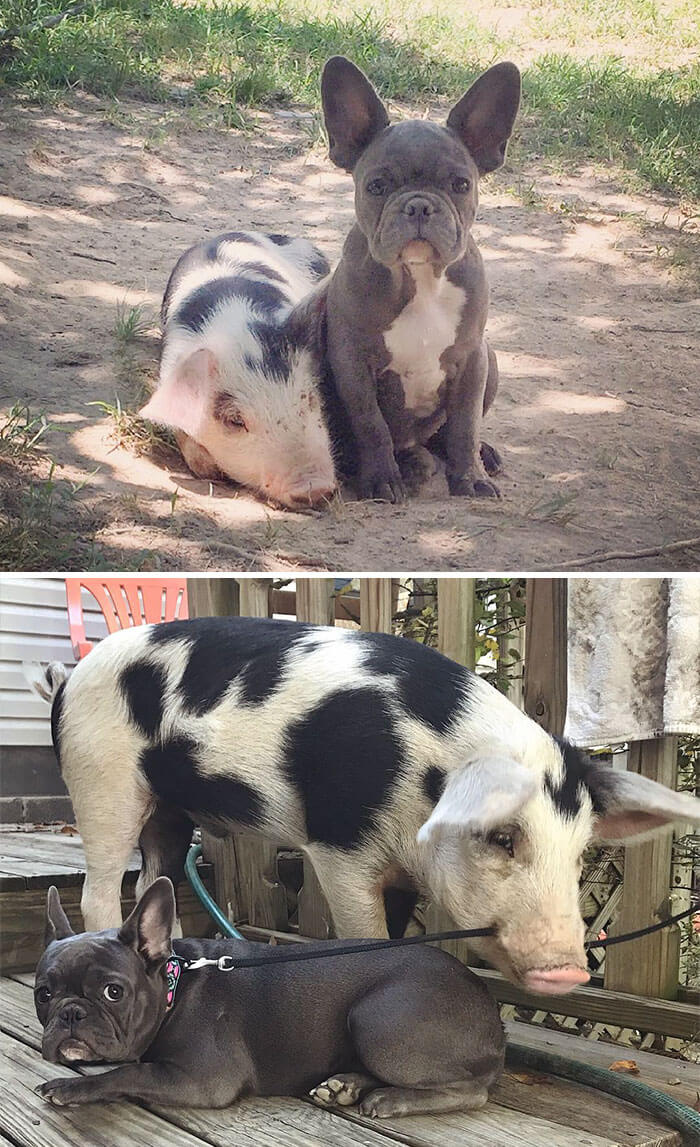 sabiaspalavras.com - 30 fotos adoráveis de antes vs. depois de animais que cresceram juntos