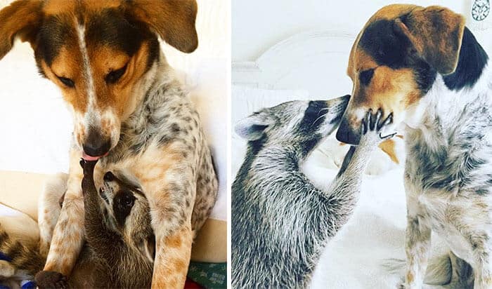 sabiaspalavras.com - 30 fotos adoráveis de antes vs. depois de animais que cresceram juntos