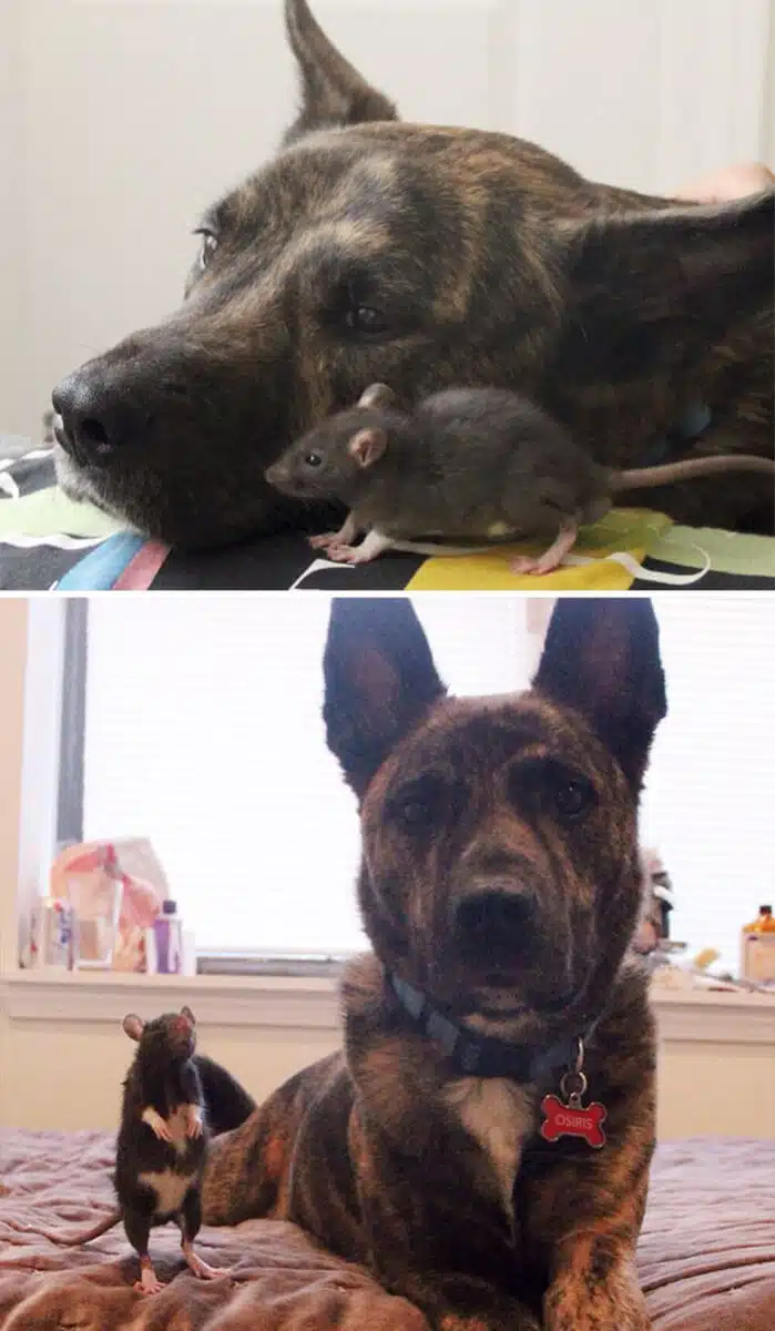 sabiaspalavras.com - 30 fotos adoráveis de antes vs. depois de animais que cresceram juntos