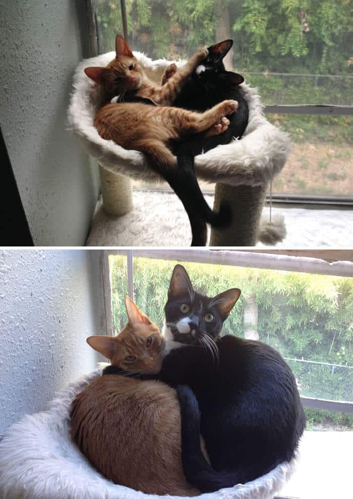sabiaspalavras.com - 30 fotos adoráveis de antes vs. depois de animais que cresceram juntos