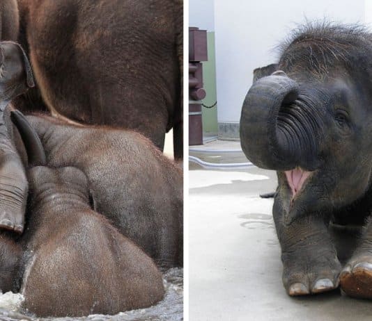 24 adoráveis elefantes bebés para te alegrarem o dia
