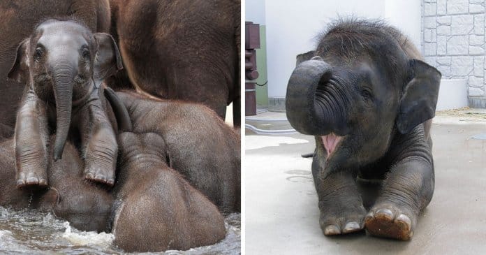 24 adoráveis elefantes bebés para te alegrarem o dia