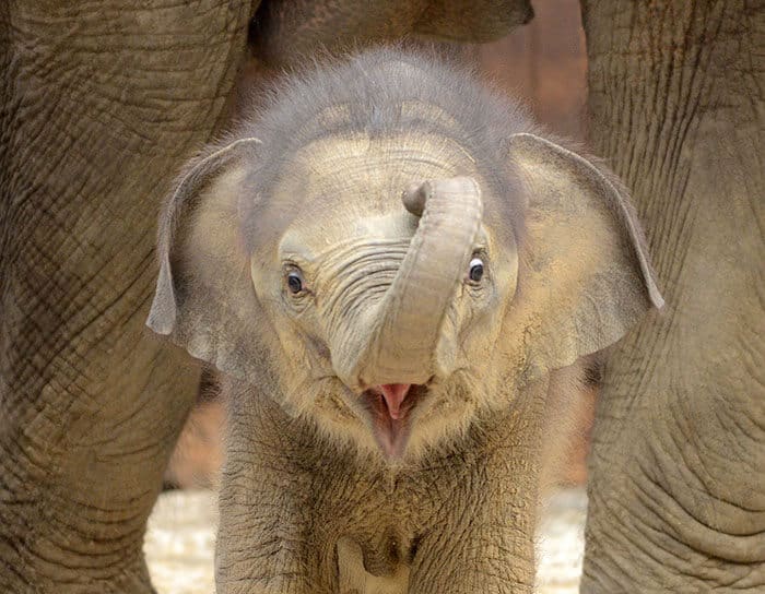 sabiaspalavras.com - 24 adoráveis elefantes bebés para te alegrarem o dia