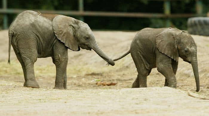 sabiaspalavras.com - 24 adoráveis elefantes bebés para te alegrarem o dia