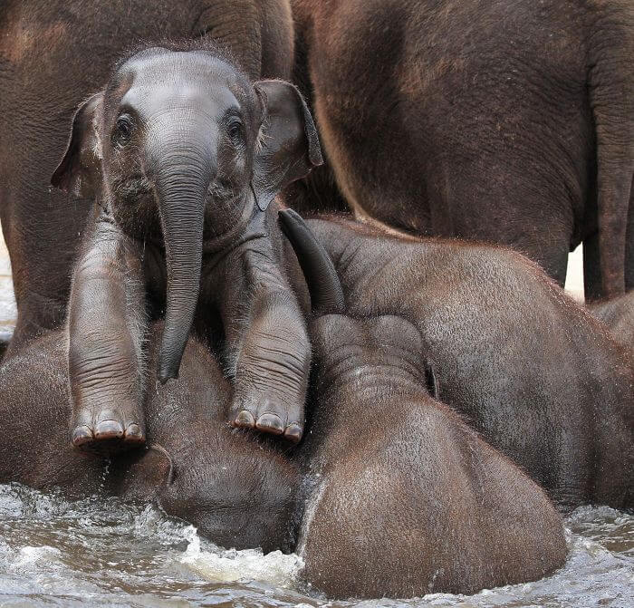 sabiaspalavras.com - 24 adoráveis elefantes bebés para te alegrarem o dia