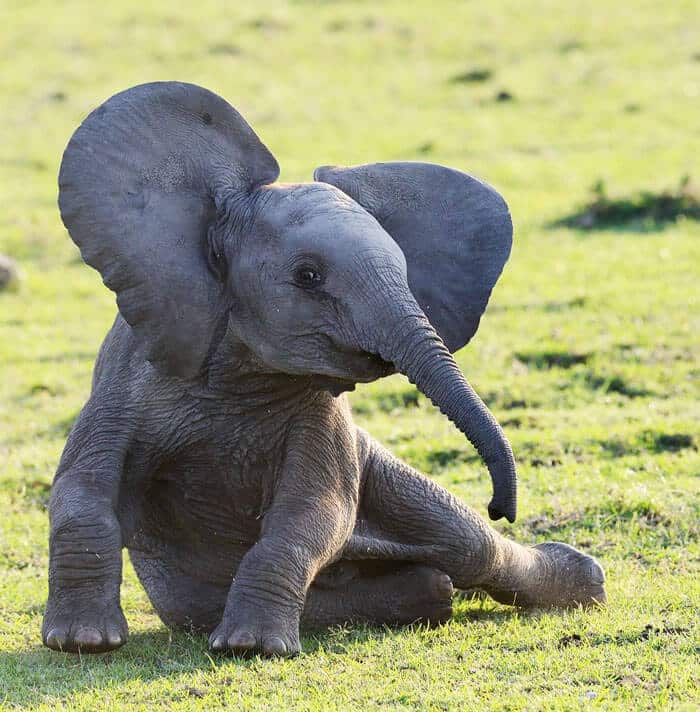 sabiaspalavras.com - 24 adoráveis elefantes bebés para te alegrarem o dia