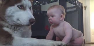 Bebé rasteja até Husky e a sua reacção viralizou pelo Mundo
