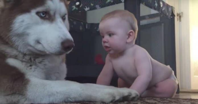 Bebé rasteja até Husky e a sua reacção viralizou pelo Mundo