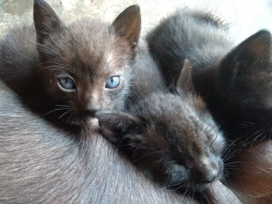 sabiaspalavras.com - Cadela Pit Bull amamenta quatro gatinhos abandonados