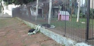 Cadelinha arrasta o seu novo cobertor para compartilhar com um cão abandonado