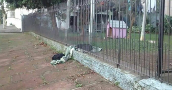 Cadelinha arrasta o seu novo cobertor para compartilhar com um cão abandonado