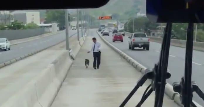 Motorista de ônibus pára para resgatar cachorro que estava prestes a ser atropelado