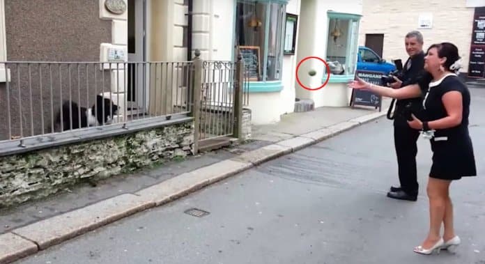 Cachorro adorável atira bola para a rua para as pessoas brincarem com ele