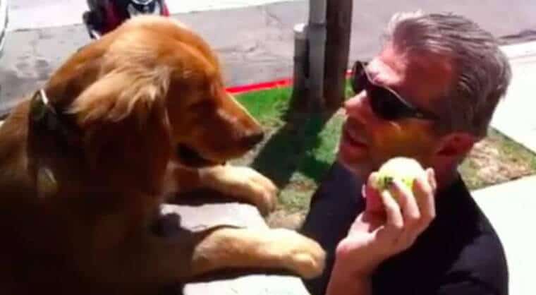 sabiaspalavras.com - Cachorro deixa cair bola para as pessoas brincarem com ele