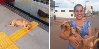 Cachorro espera quase 7 horas por dona que fazia ENEM